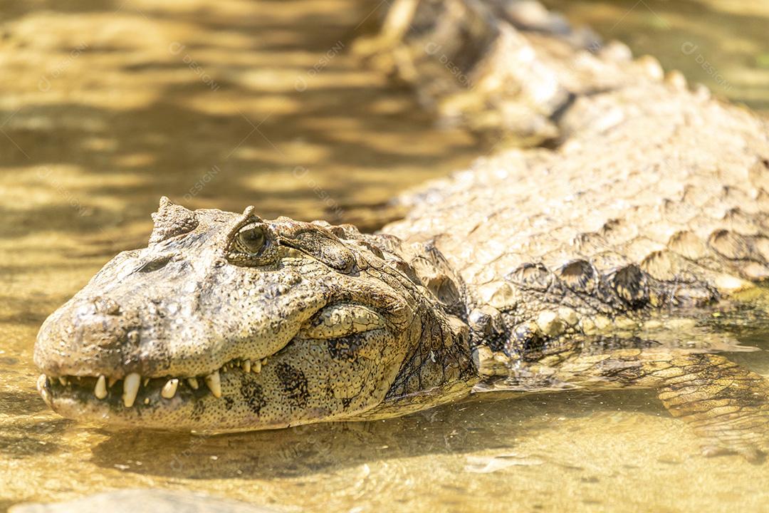Jacaré nandando em um lago zoologico Imagem JPG