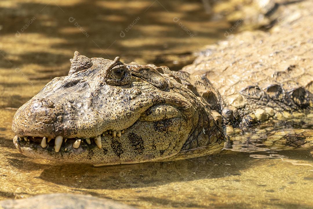 Jacaré nandando em um lago zoologico Imagem JPG