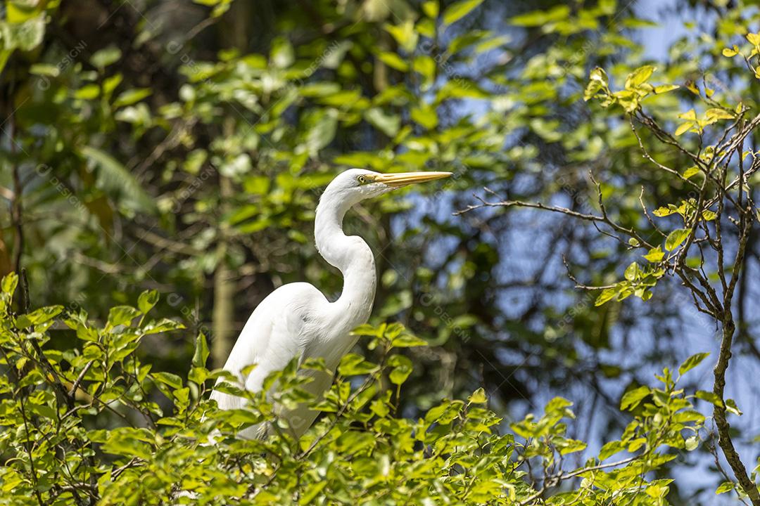 Fotos Garças são aves de água doce e costeiras de patas compridas da família Ardeidae