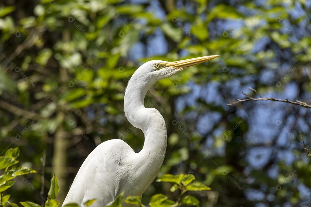 Fotos Garças são aves de água doce e costeiras de patas compridas da família Ardeidae