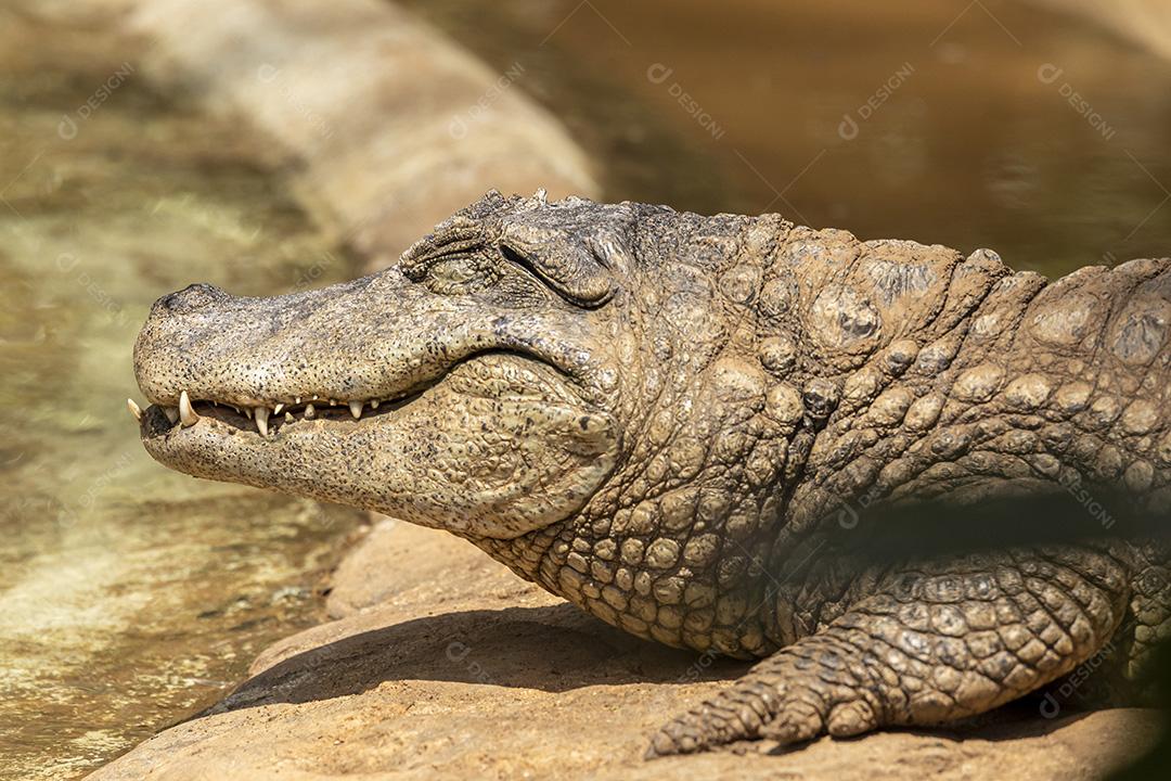Jacaré tomando sol no zoologico Imagem JPG
