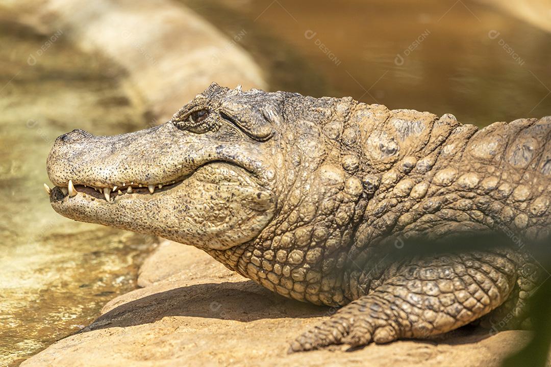 Jacaré tomando sol no zoologico Imagem JPG