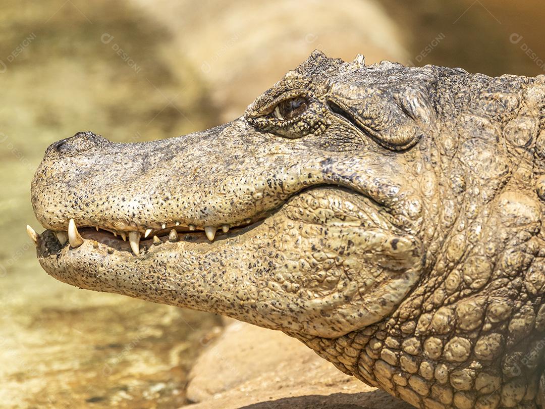 Jacaré tomando sol no zoologico Imagem JPG