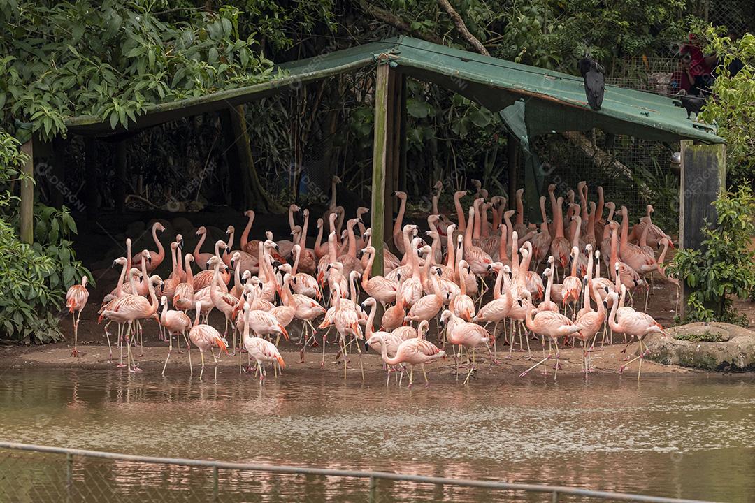 Passaros aves um grupo de flamingos em pé em uma terra Imagem JPG