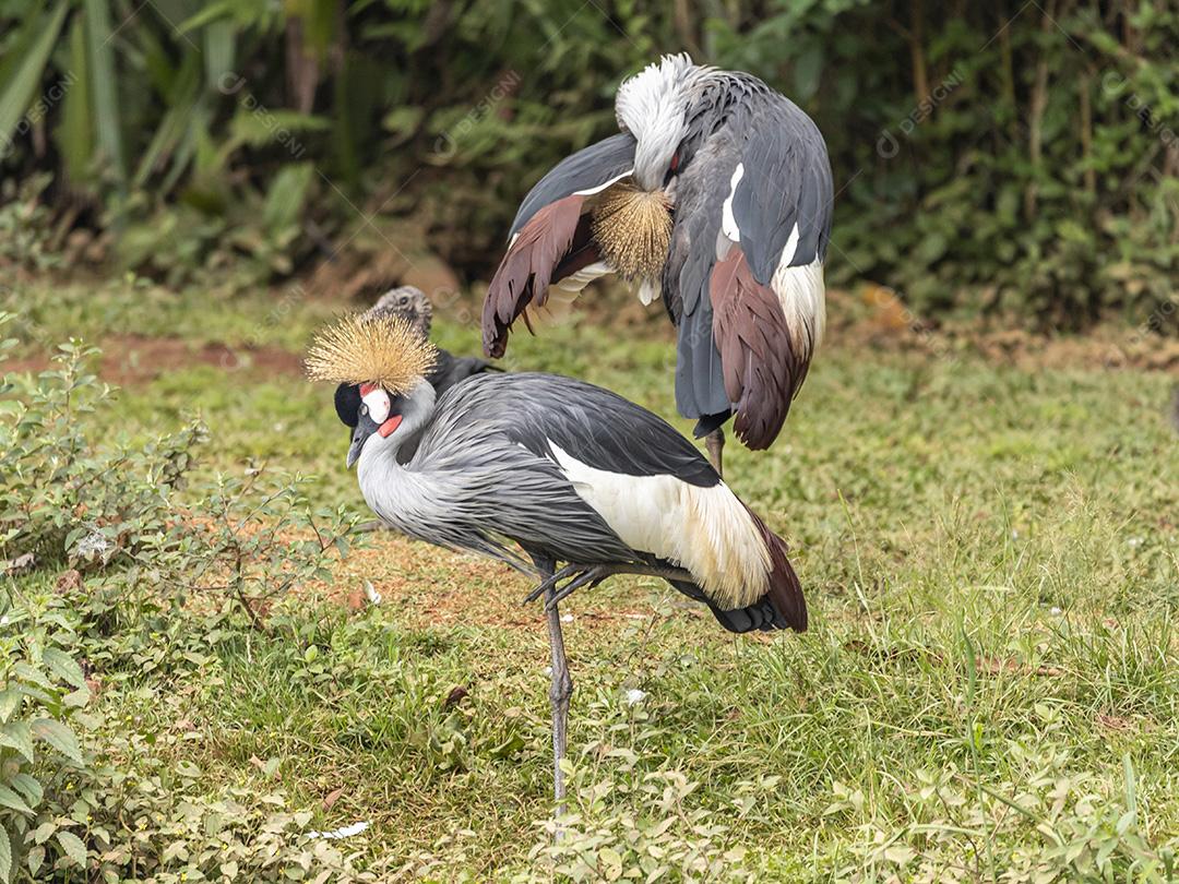 Um par de Garça-de-coroa-preta - Balearica pavonina Imagem JPG