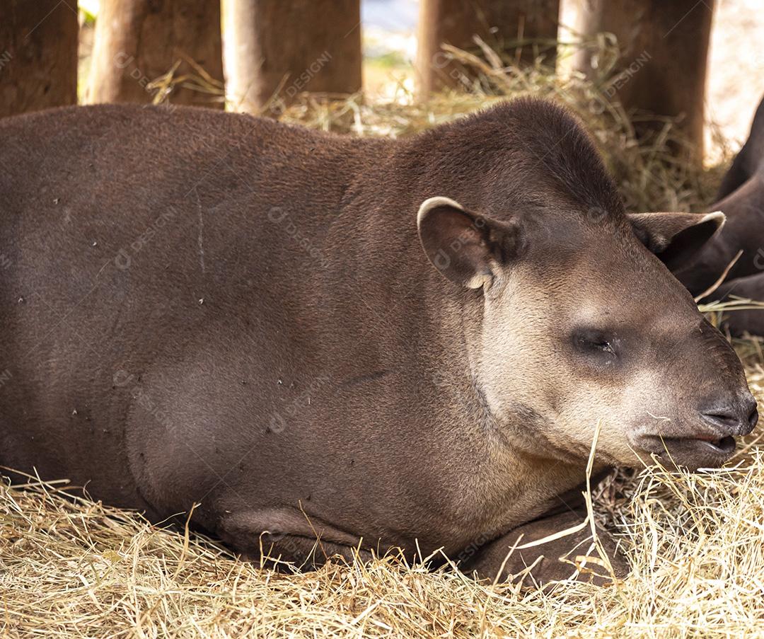 Anta sul-americana (Tapirus terrestris), também comumente chamada de anta Imagem JPG