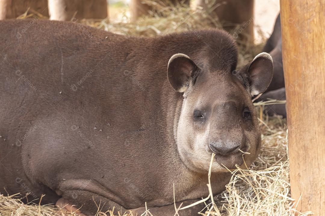 Anta sul-americana (Tapirus terrestris), também comumente chamada de anta Imagem JPG