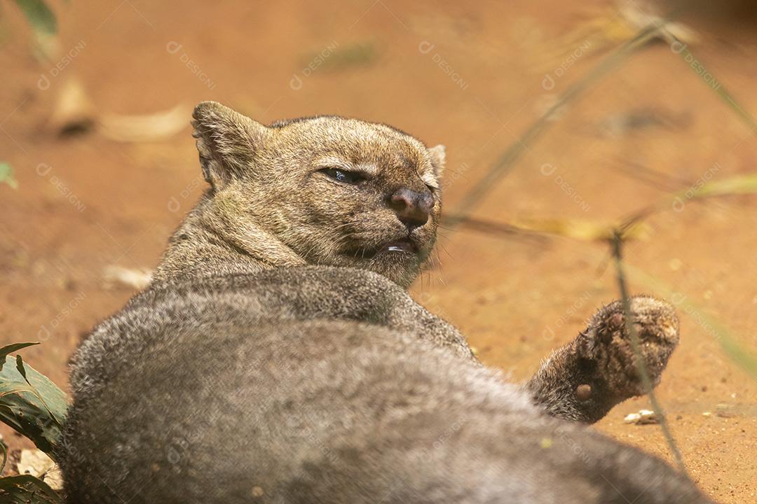 Jaguarundi (Herpailurus yagouaroundi, é um gato selvagem nativo das Américas Imagem JPG