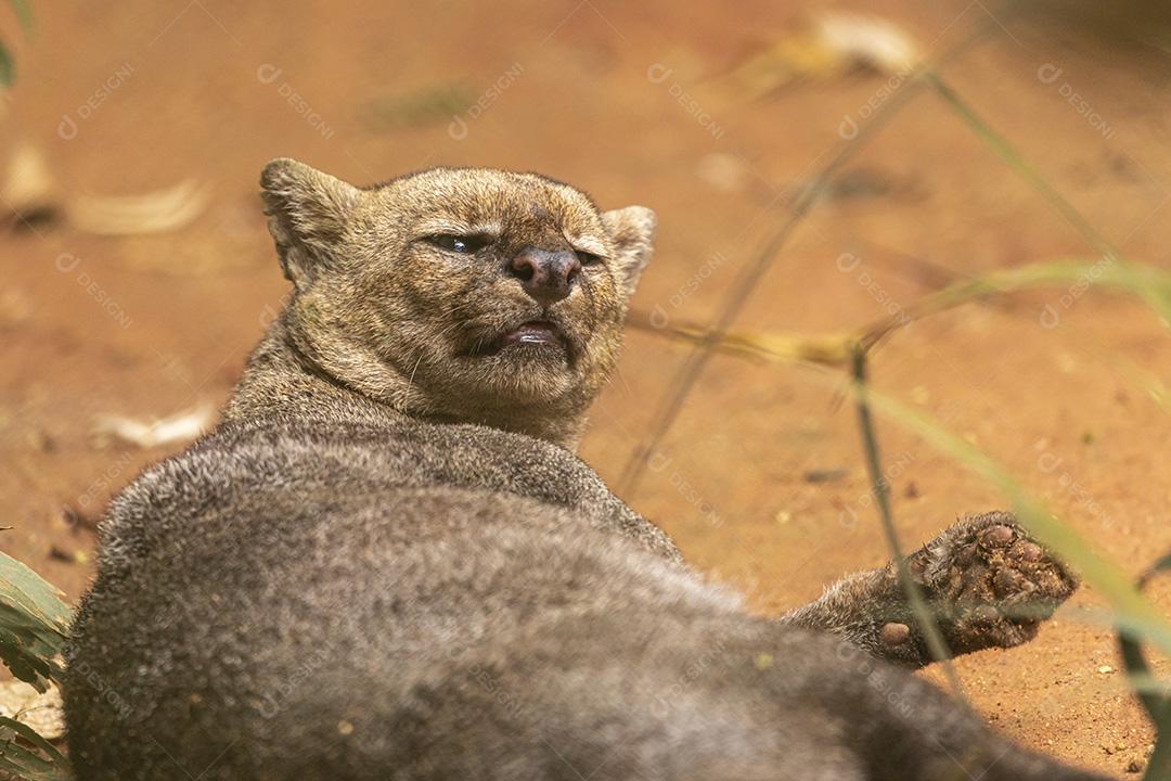 Jaguarundi (Herpailurus yagouaroundi, é um gato selvagem nativo das Américas Imagem JPG