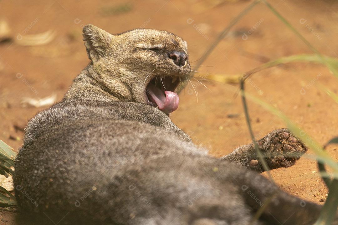 Jaguarundi (Herpailurus yagouaroundi, é um gato selvagem nativo das Américas Imagem JPG