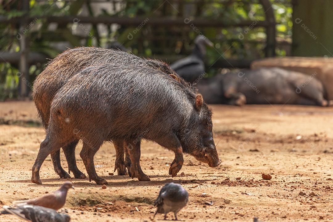 Fotos Javali (Sus scrofa), também conhecido como suíno selvagem, porco selvagem