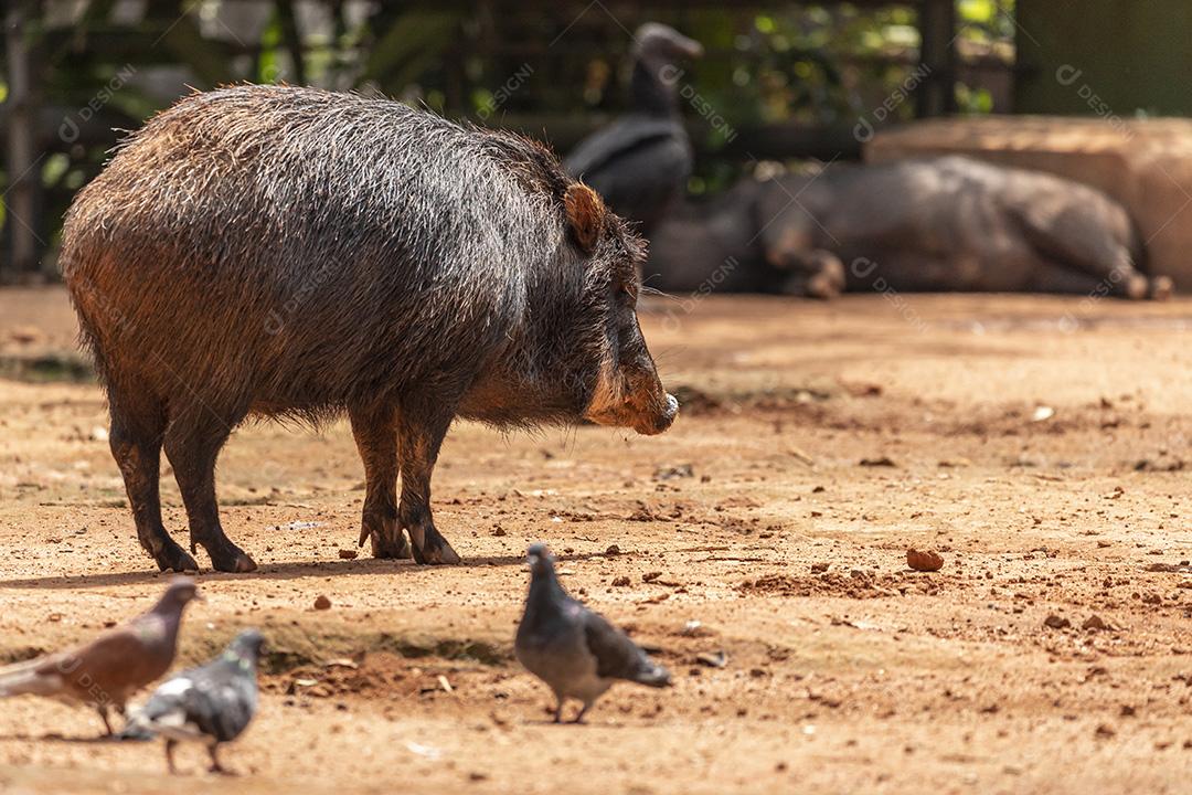 Fotos Javali (Sus scrofa), também conhecido como suíno selvagem, porco selvagem