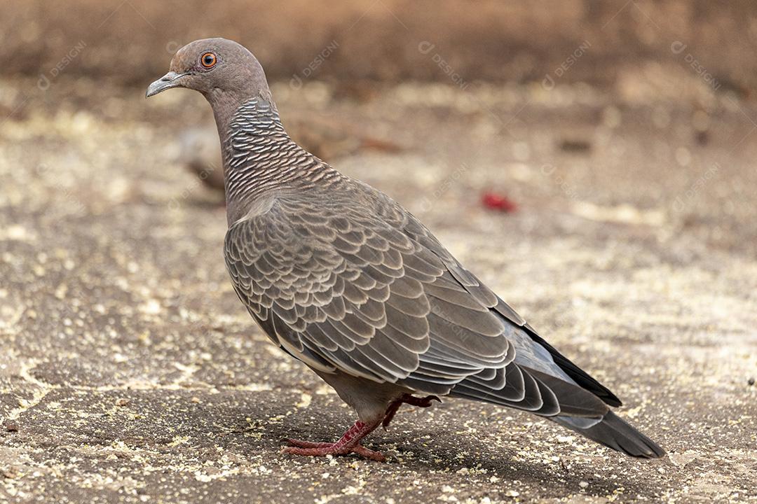 Passaros aves Patagioenas picazuro andando sobre o chapo Imagem JPG