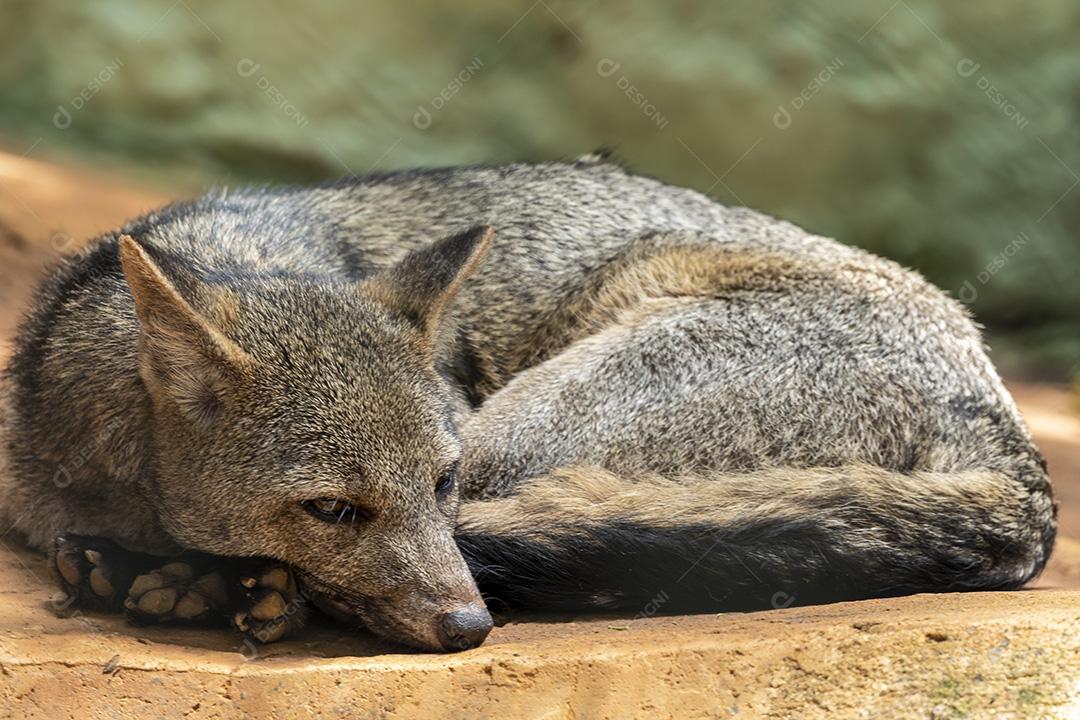 Fotos Raposa-caranguejeira (Cerdocyon thous), também conhecida como a raposa