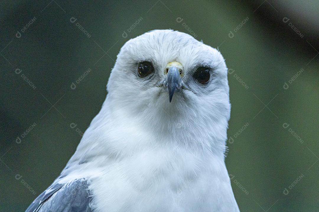 Gavião-pombo-pequeno passaros aves imagem JPG