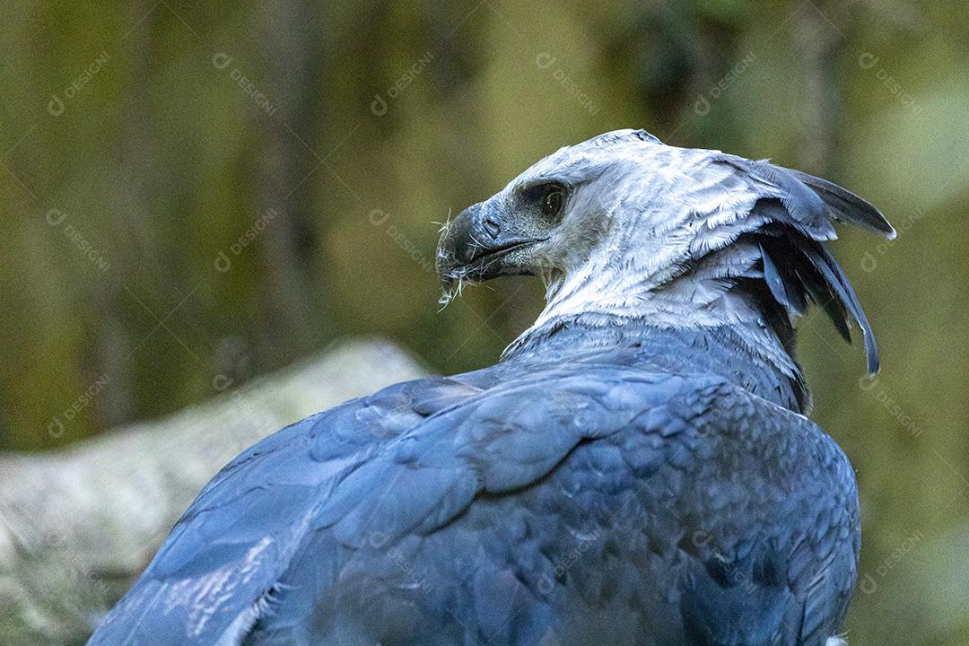 Passaros aves Gavião-real floresta Imagem JPG