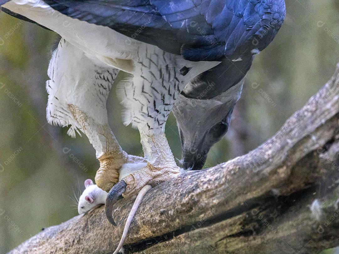 Passaro aguia aves falcao Imagem JPG