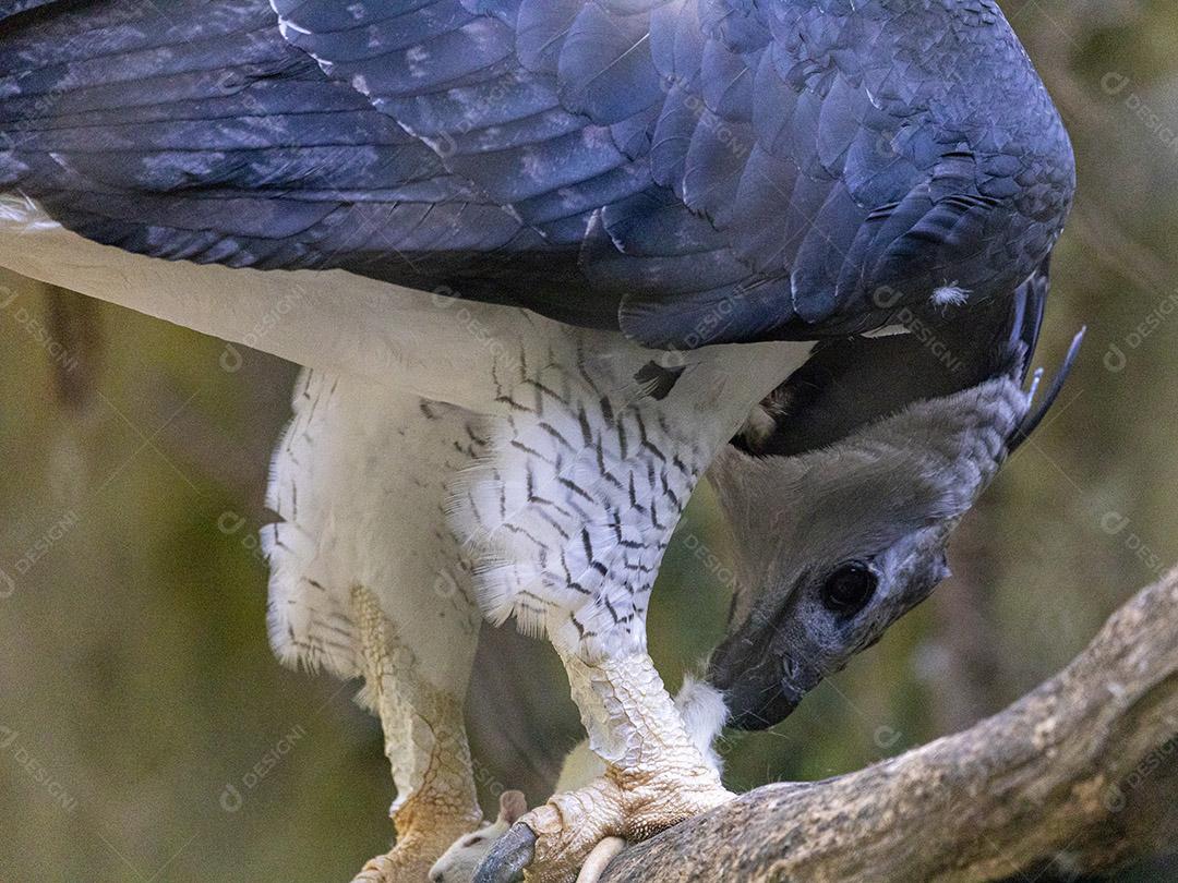 Passaro aguia aves falcao Imagem JPG