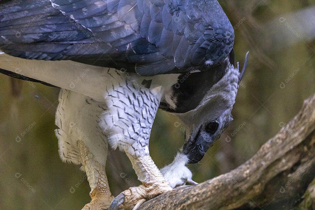 Passaro aves gaviao se alimentado Imagem JPG