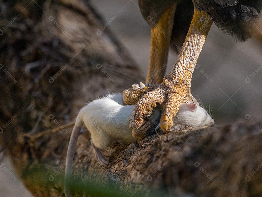 Garras de uma aves pegando bixos encima de um tronco Imagem JPG