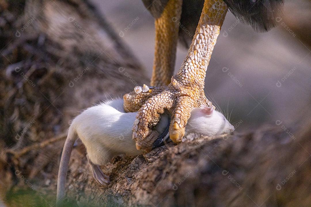 Garras de uma aves passaro Imagem JPG
