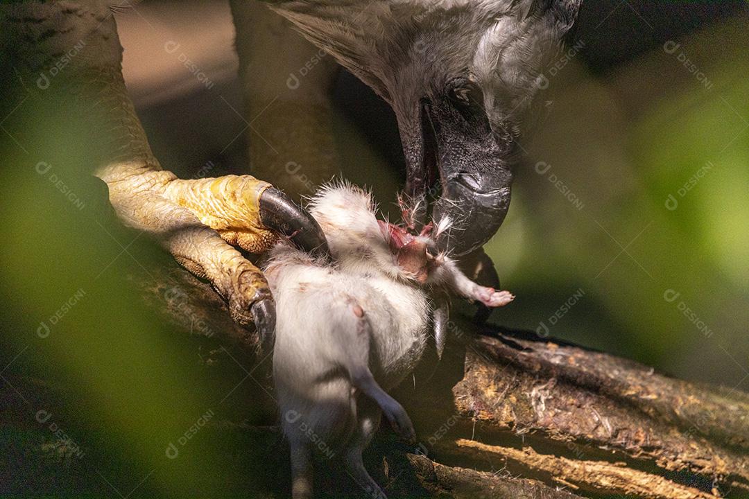 Passaro aves urubu se alimentado Imagem JPG