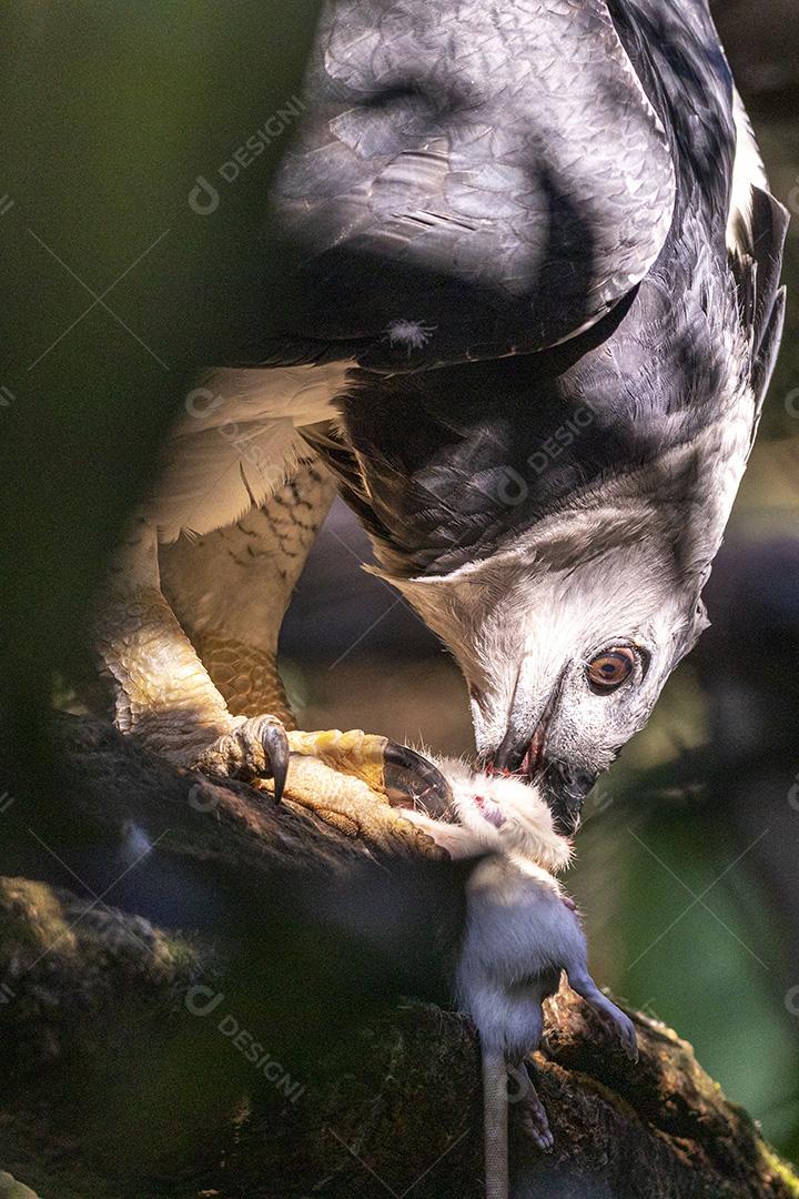 Gaviao real comendo bixo encima de um tronco Imagem JPG