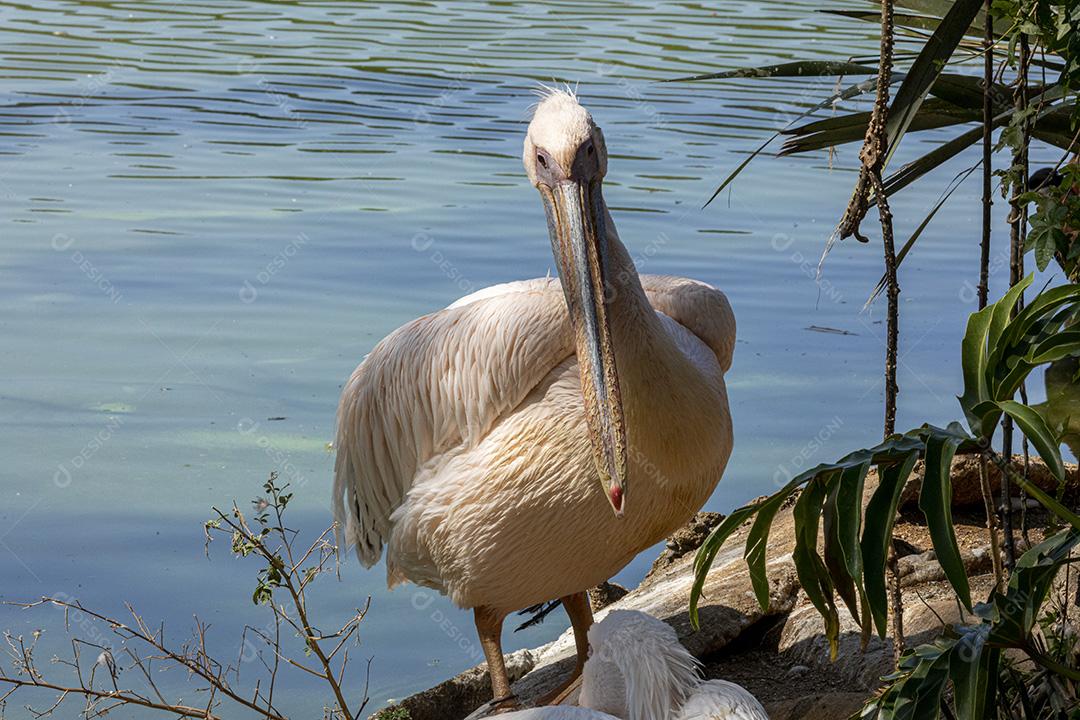 Pelicano-branco aves passaros na beira de um lago Imagem JPG