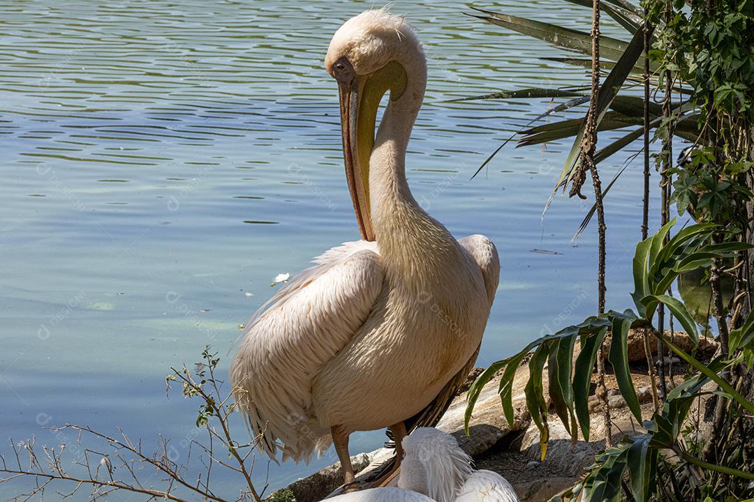 Pelicano-branco aves passaros na beira de um lago Imagem JPG