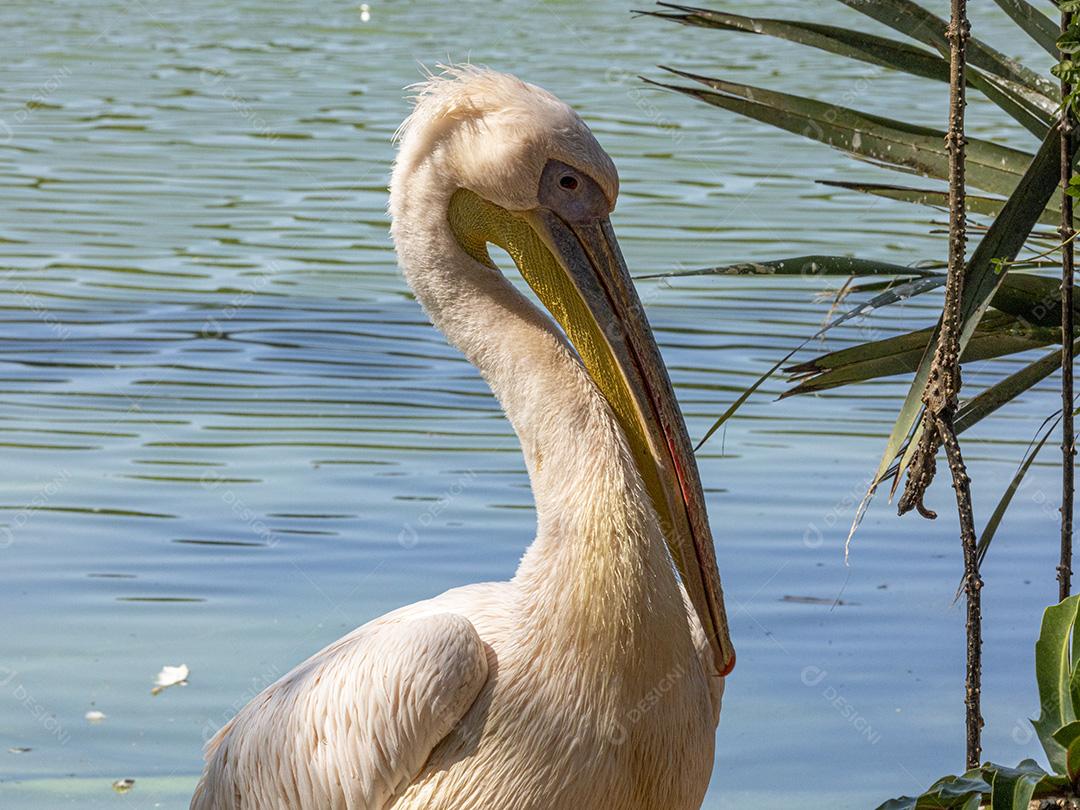 Pelicano-branco aves passaros na beira de um lago Imagem JPG