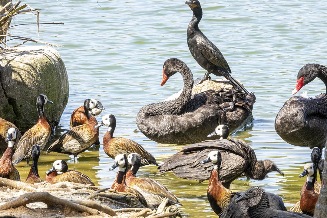 Varios patos na beira de um lago passaros aves Imagem JPG