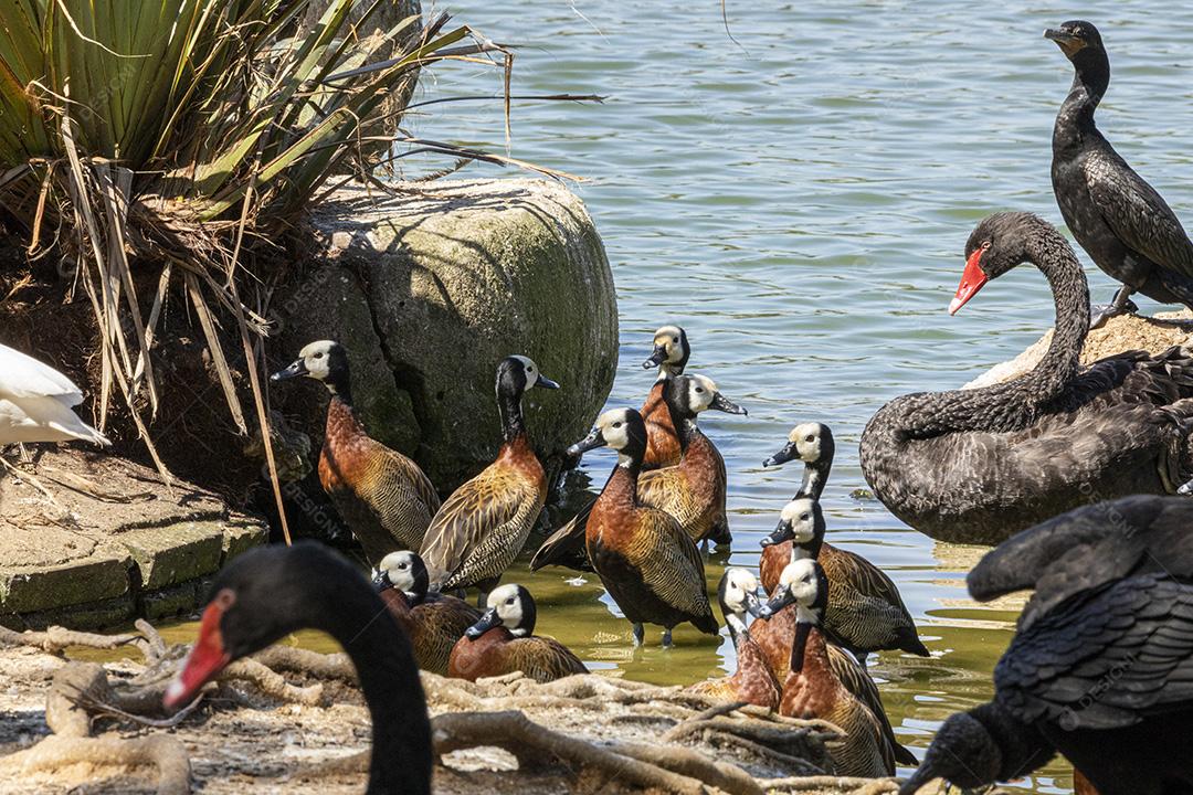 Varios patos na beira de um lago passaros aves Imagem JPG