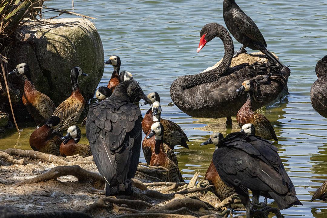 Passaros aves abutre na beira o lago Imagem JPG