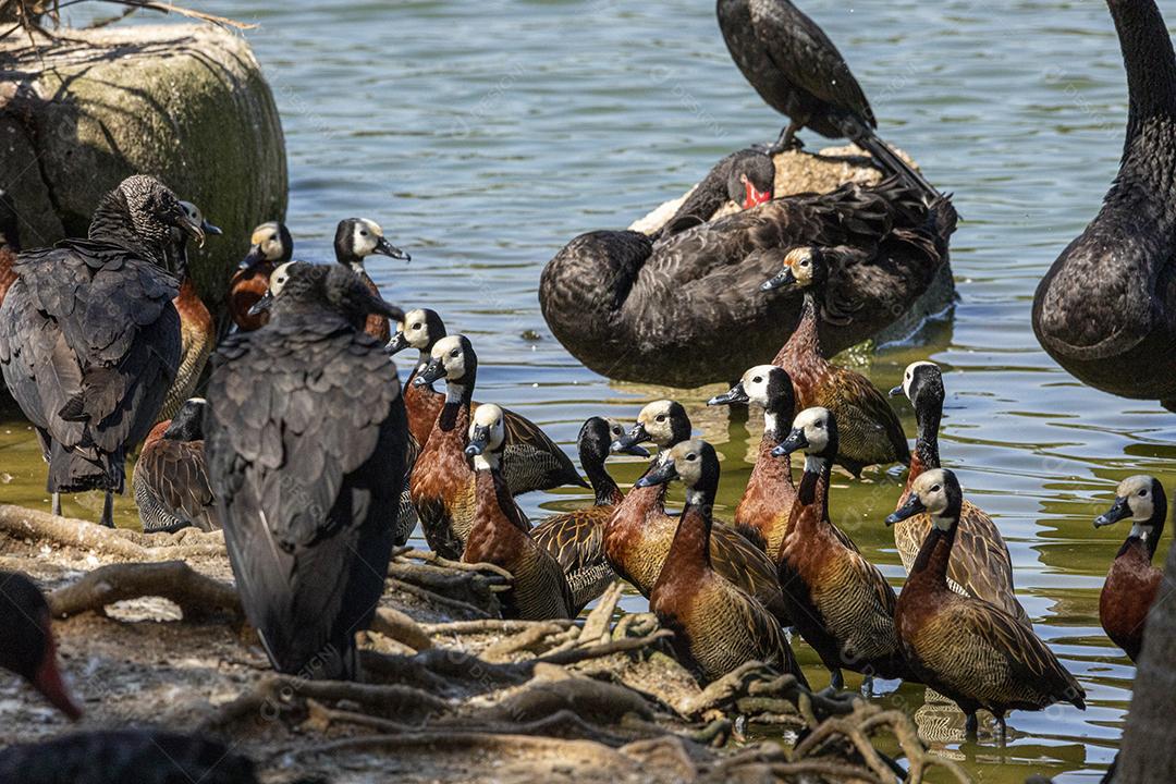Passaros aves abutre na beira o lago Imagem JPG