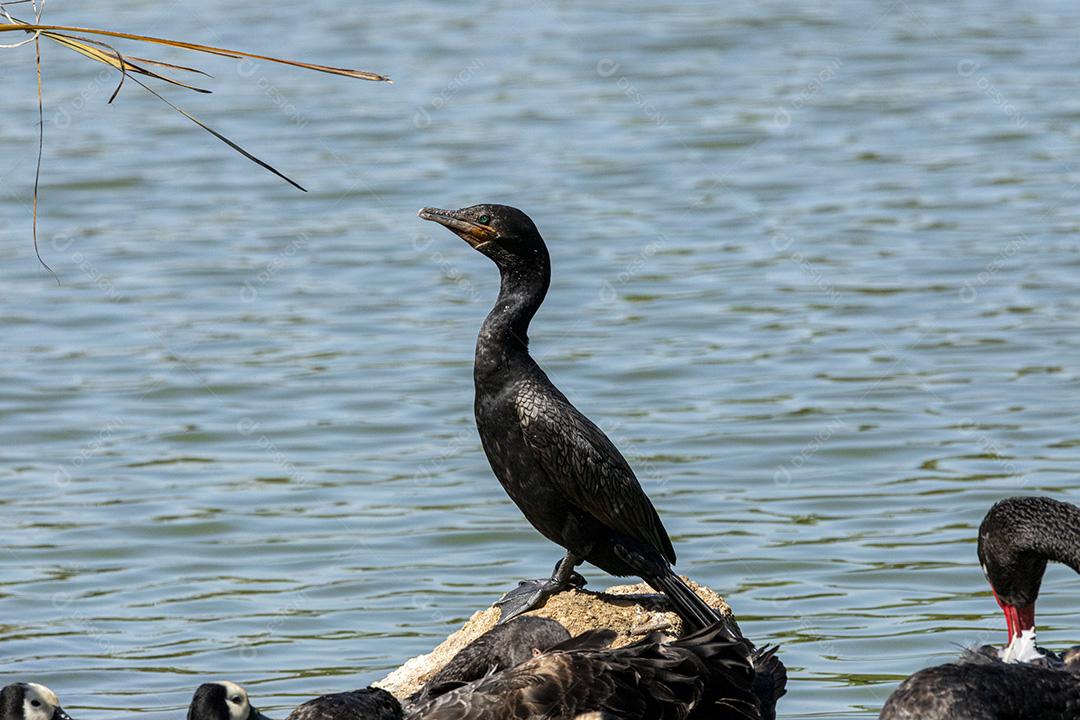 Varios patos na beira de um lago passaros aves Imagem JPG