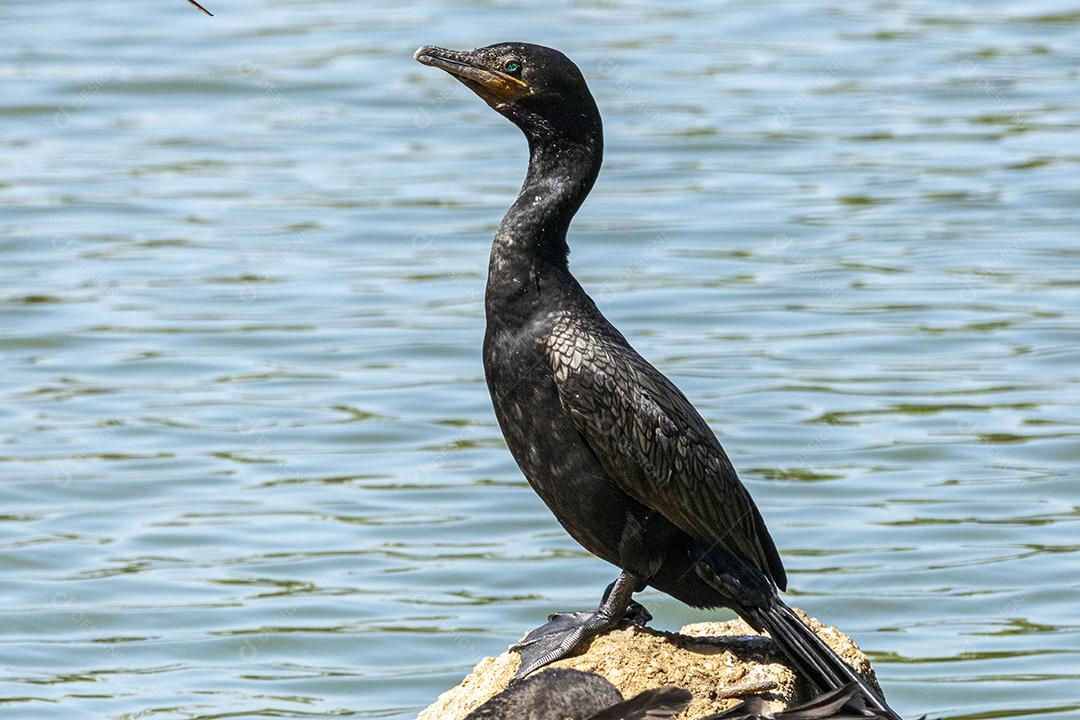Varios patos na beira de um lago passaros aves Imagem JPG
