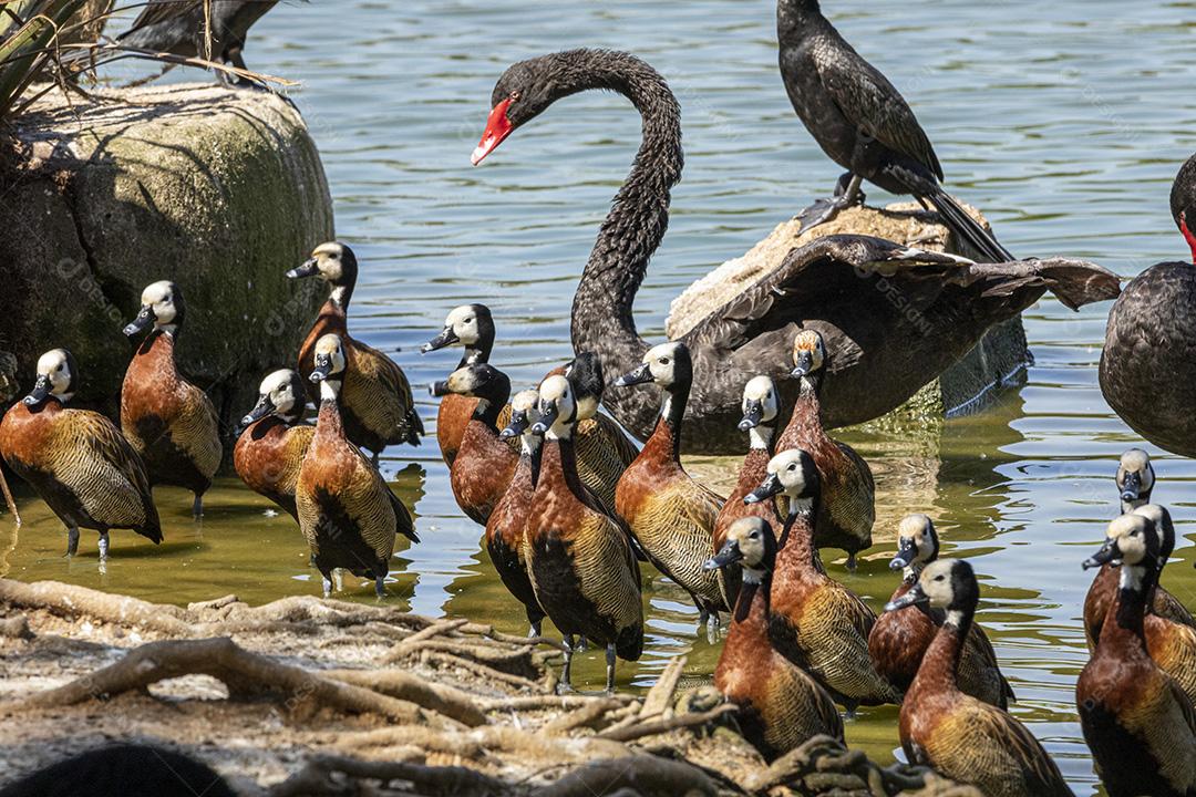 Varios patos na beira de um lago passaros aves Imagem JPG