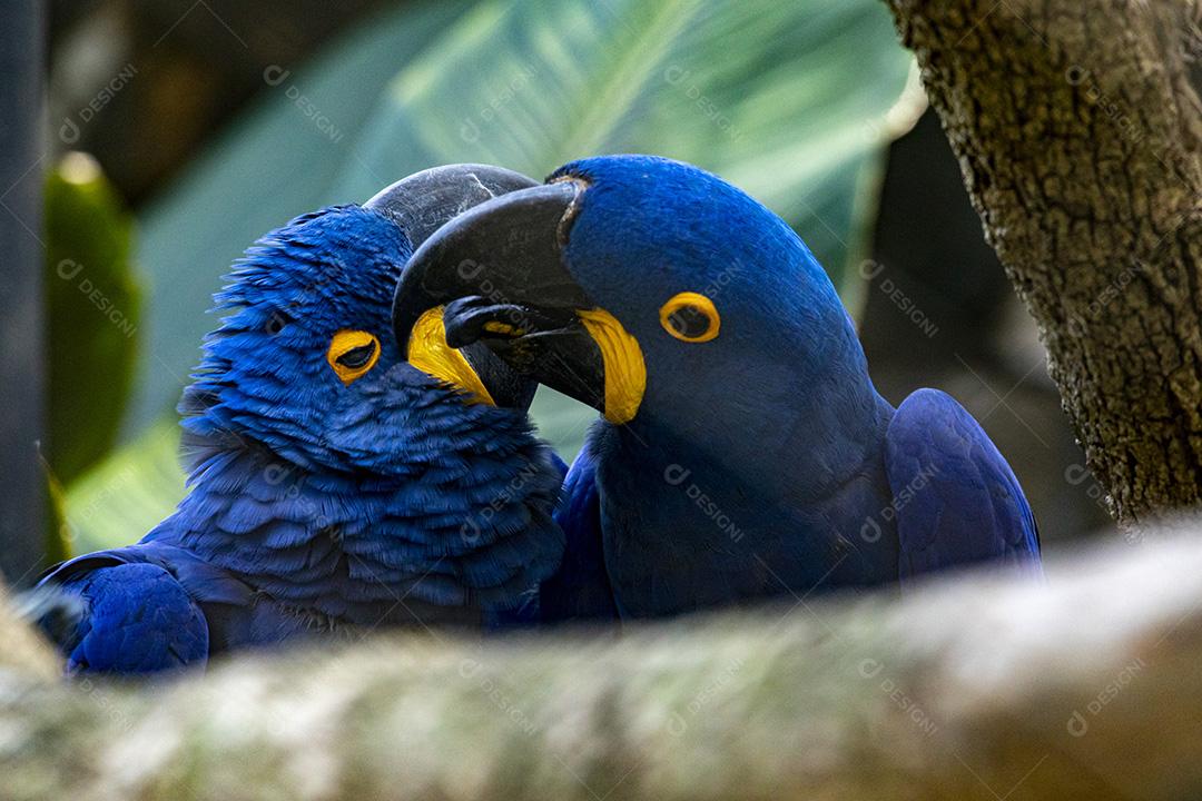Passaros aves arara azul arvores troncos Imagem JPG