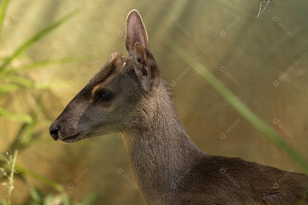 Elaphodus cephalophus animal zoologico Imagem JPG