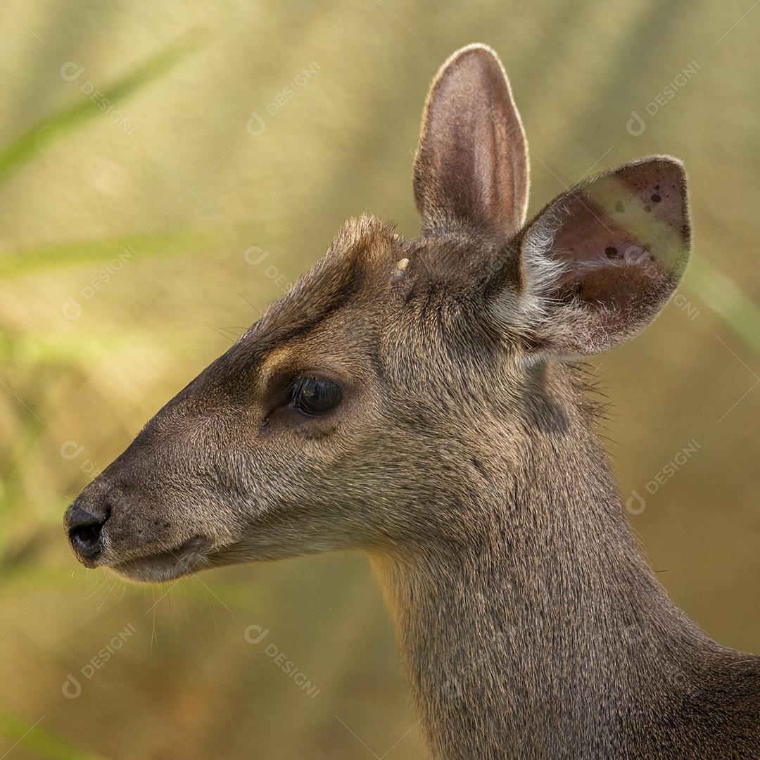 Elaphodus cephalophus animal zoologico Imagem JPG