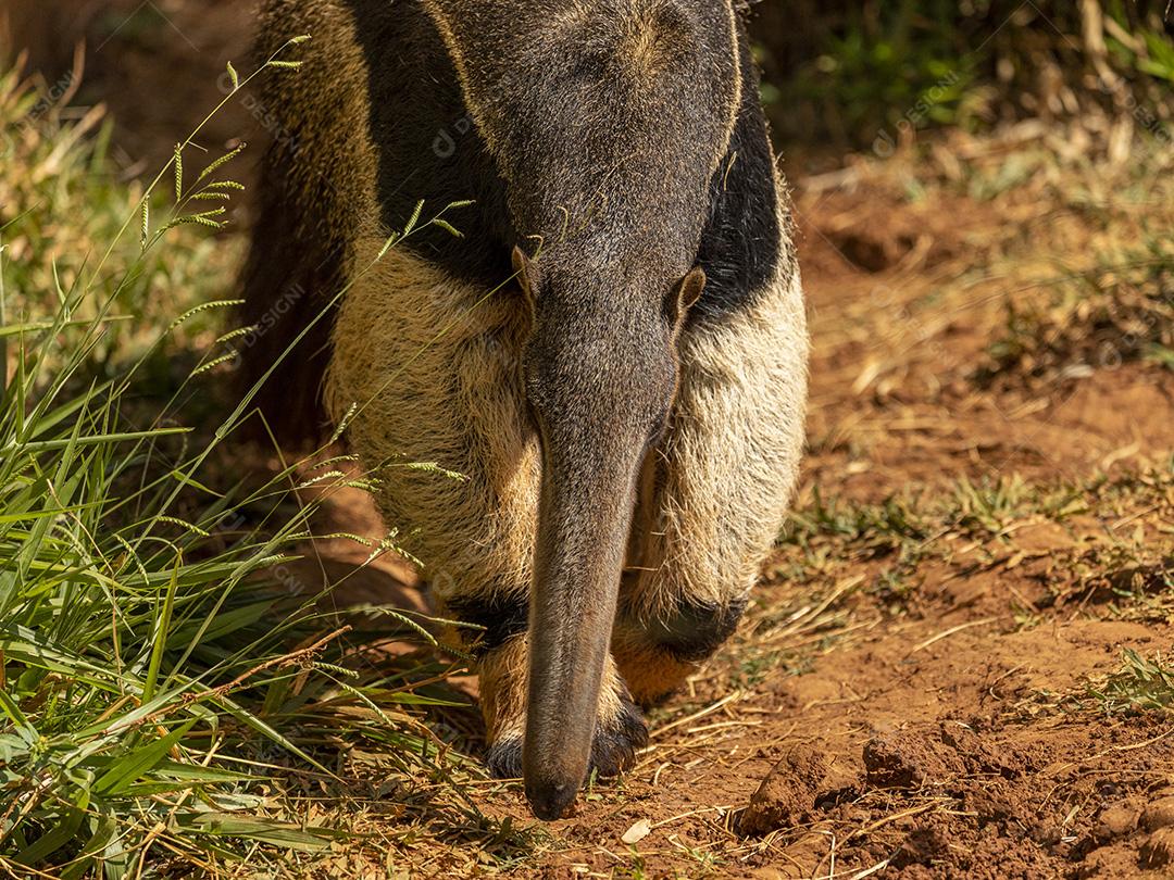 Vermilíngues animal tomando um sol Imagem JPG