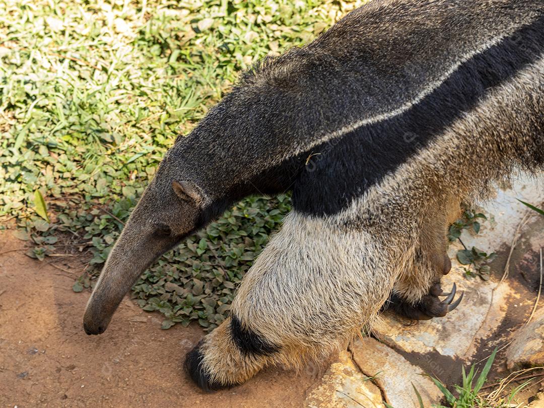 Vermilíngues animal tomando um sol Imagem JPG
