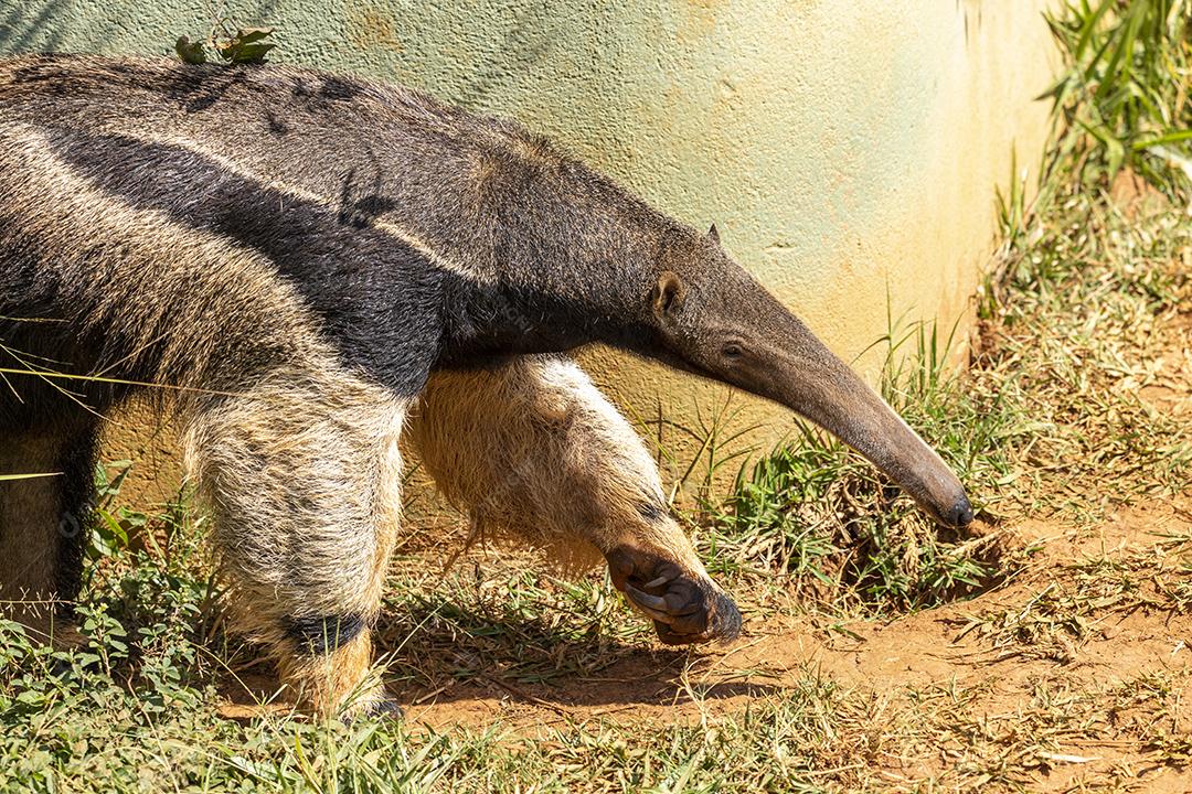 Vermilíngues animal tomando um sol Imagem JPG