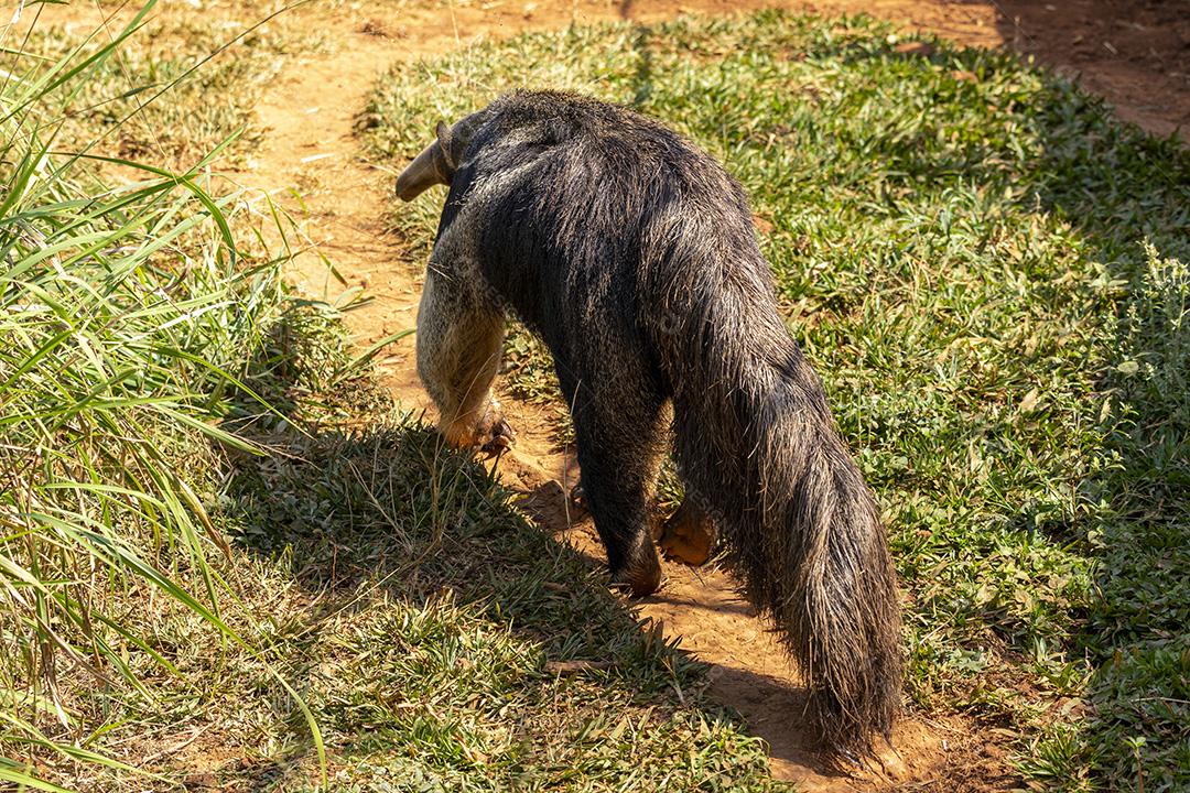 Vermilíngues animal tomando um sol Imagem JPG