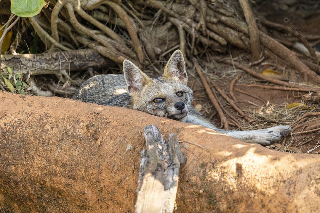 Animal deitado encostado em um tronco Imagem JPG