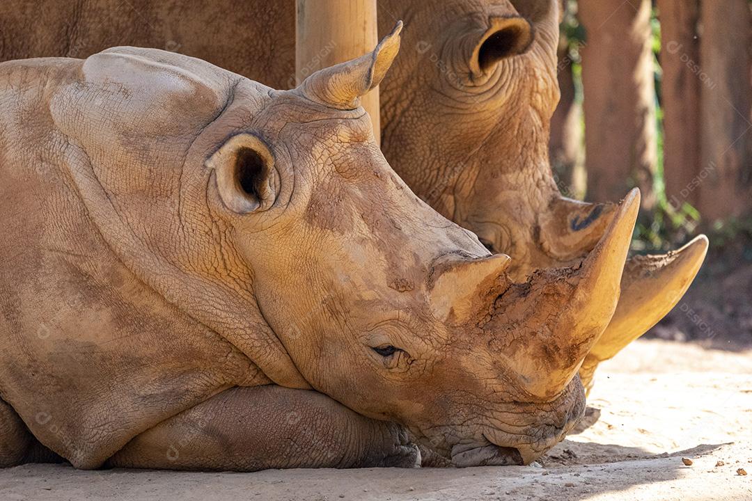 Animal selvagem rinoceronte zoologico Imagem JPG