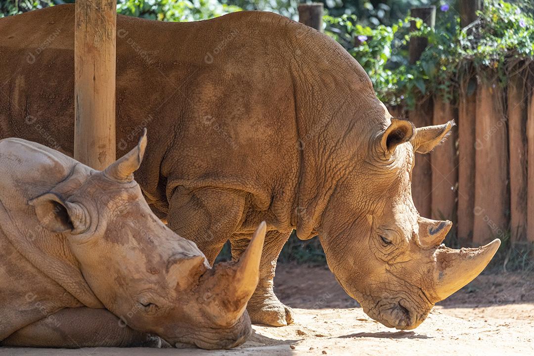 Animal selvagem rinoceronte zoologico Imagem JPG