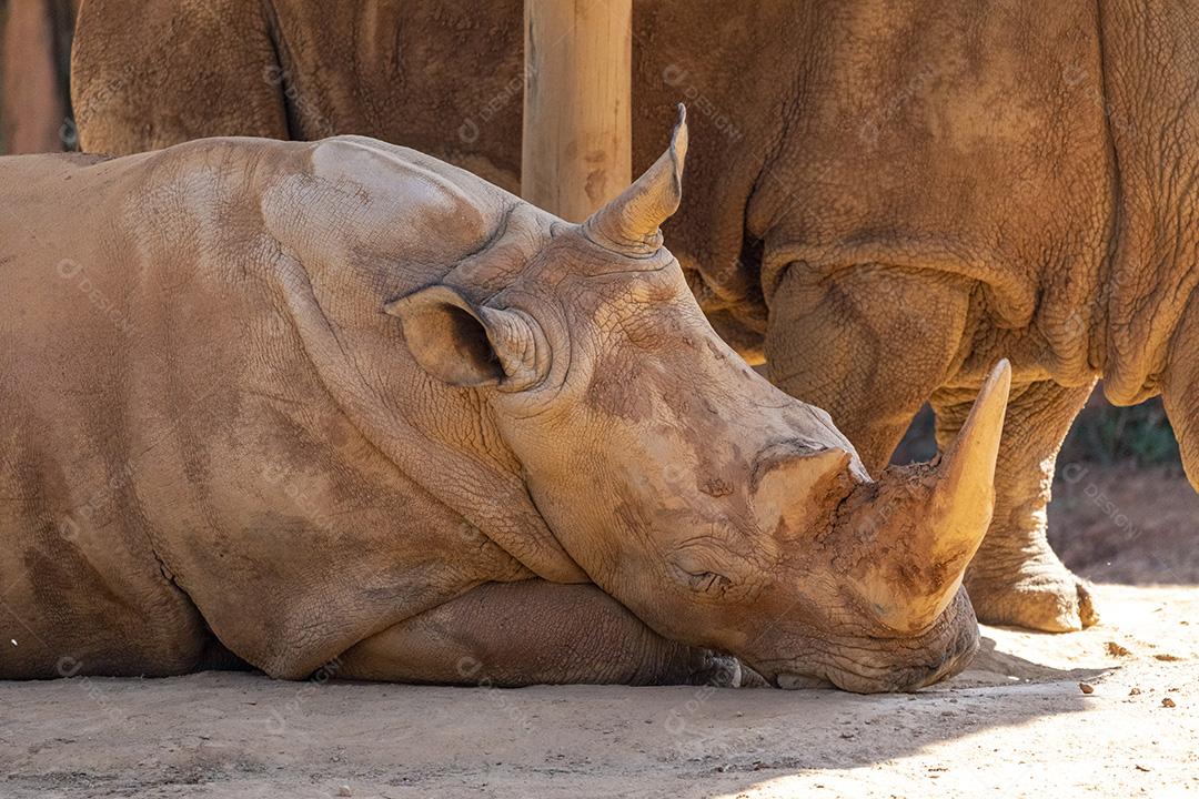 Animal selvagem rinoceronte zoologico Imagem JPG