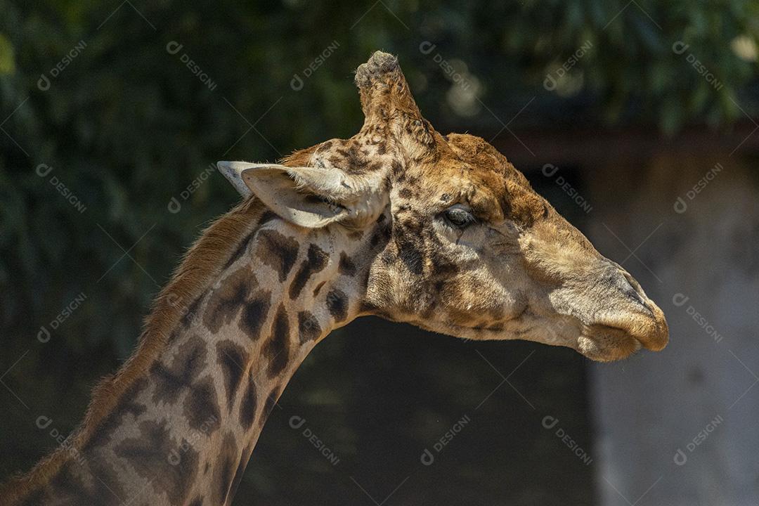 Animal girafa tomando um sol zoologico Imagem JPG