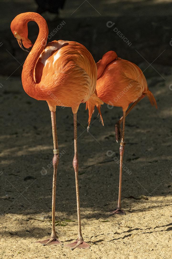 Flamingo-americano aves passaros abutre Imagem JPG